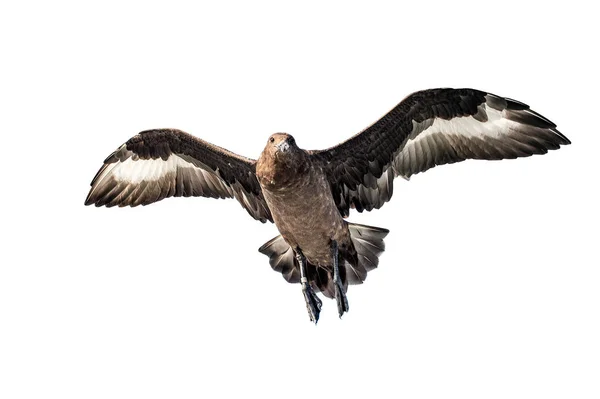 Great Skua Flygning Botten Syn Vit Bakgrund Vetenskaplig Namn Catharacta — Stockfoto