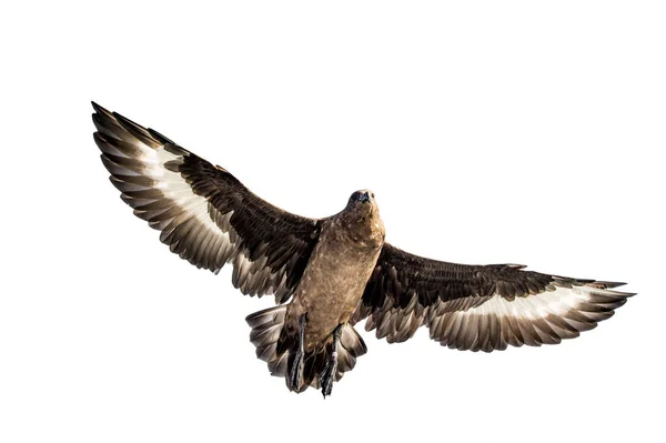 Geweldige Skua Tijdens Vlucht Onderste Weergave Witte Achtergrond Wetenschappelijke Naam — Stockfoto