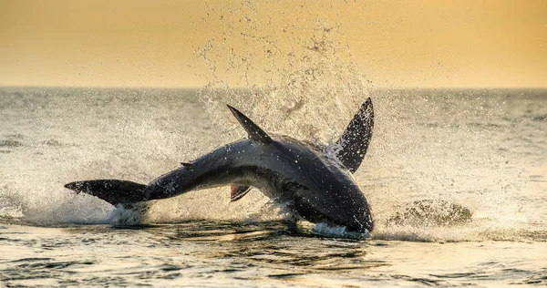 跳大白鲨科学名称 卡查罗顿卡查里亚斯 — 图库照片