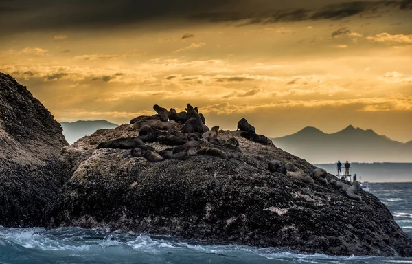 Zeehonden Silhouetten Rots Eiland Sunrise Sky Achtergrond Seal Island Zonsopgang — Stockfoto