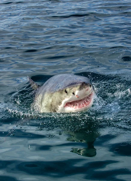 Great white shark with open mouth on the surface out of the water. Scientific name: Carcharodon carcharias. South Africa,