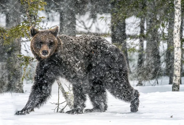 Καφέ Αρκούδα Περπατάει Στο Χιόνι Στο Χειμερινό Δάσος Χιονόπτωση Επιστημονικό — Φωτογραφία Αρχείου