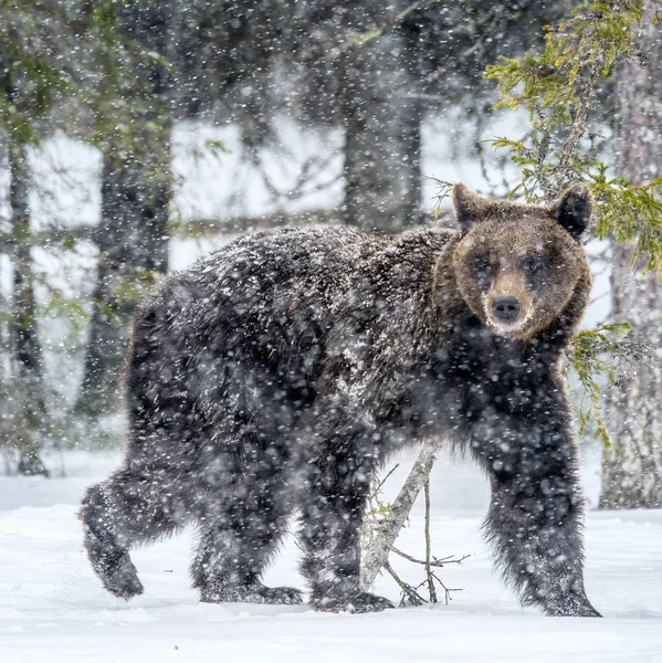 Brown bear walk on the snow in the winter forest. Snowfall. Scientific name:  Ursus arctos. Natural habitat. Winter season.