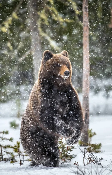 Коричневий Ведмідь Стояв Задніх Ніжках Снігу Зимовому Лісі Снігопад Наукова — стокове фото