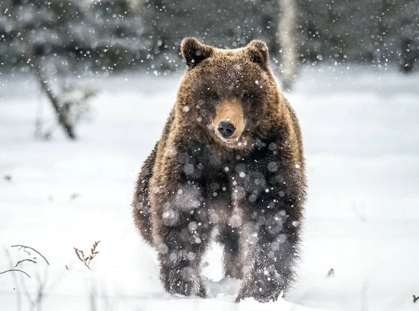 Braunbär Läuft Auf Dem Schnee Winterwald Frontansicht Schneefall Wissenschaftlicher Name — Stockfoto