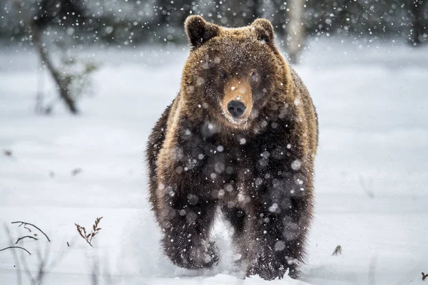 Καφέ Αρκούδα Που Τρέχει Στο Χιόνι Στο Χειμερινό Δάσος Μπροστινή — Φωτογραφία Αρχείου