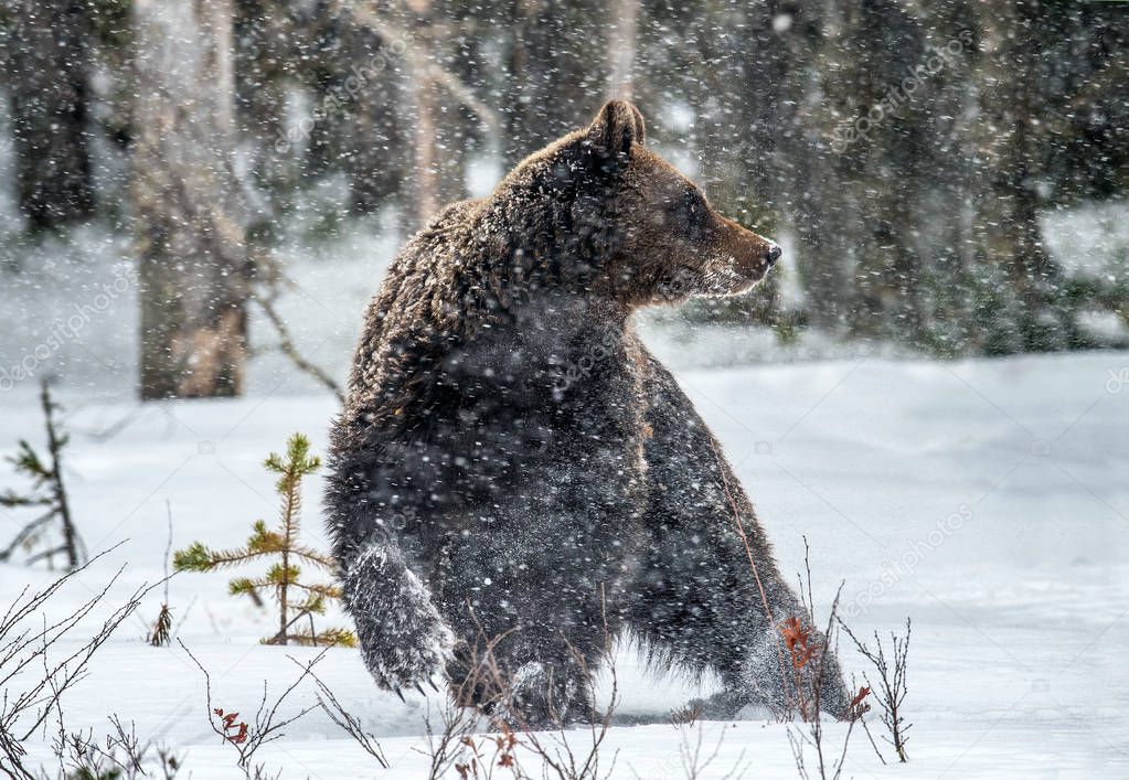 Brown bear on the snow in the winter forest. Front view. Snowfall. Scientific name:  Ursus arctos. Natural habitat. Winter season.