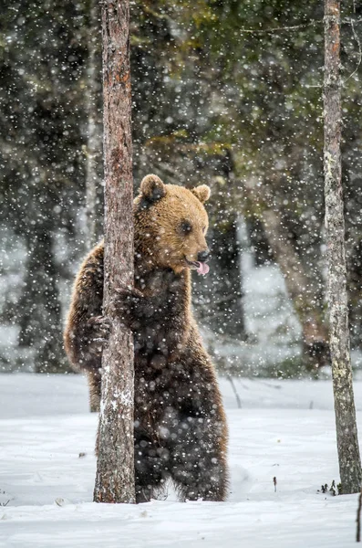 Niedźwiedź Brunatny Stojący Tylnych Nogach Śniegu Zimowym Lesie Śniegu Nazwa — Zdjęcie stockowe