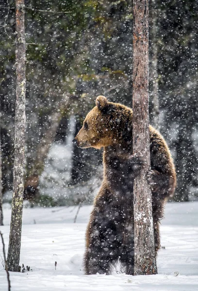 Hnědý Medvěd Stál Zadních Nohách Sněhu Zimním Lese Sněžení Vědecký — Stock fotografie