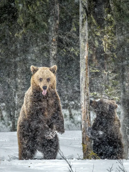 Braunbär Steht Auf Seinen Hinterbeinen Und Zeigt Zunge Schneefall Winterwald — Stockfoto