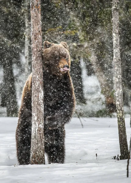 Καφέ Αρκούδα Που Στέκεται Στα Πίσω Πόδια Του Στο Χιόνι — Φωτογραφία Αρχείου