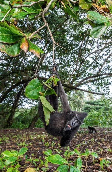 Den Celebes Crested Makak Trädet Grön Naturlig Bakgrund Crested Svart — Stockfoto