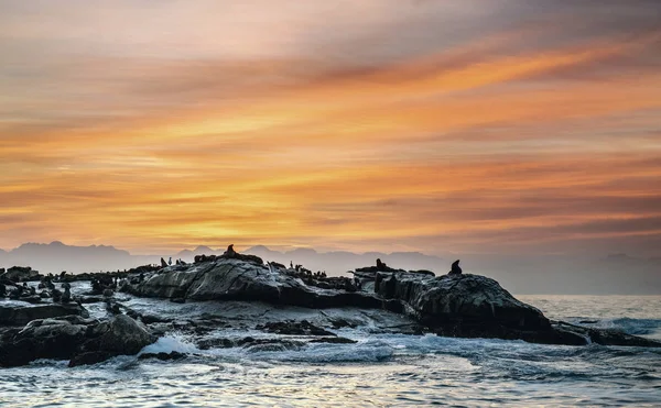Kaya Adasında Siluetleri Mühürler Sunrise Gökyüzü Arka Plan Gün Doğumunda — Stok fotoğraf