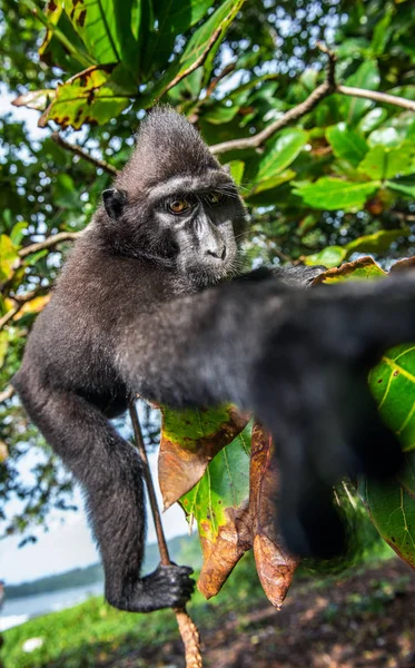 Celebes Criavam Macaco Árvore Fundo Natural Verde Macaco Preto Preso — Fotografia de Stock