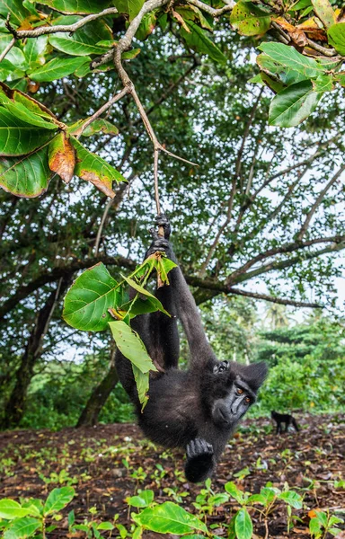 Celebes Criavam Macaco Árvore Fundo Natural Verde Macaco Preto Preso — Fotografia de Stock