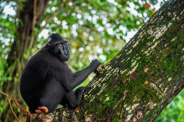 セレベスは木にマカクを登った 緑の自然の背景 クレストブラックマカク スラウェシクレストマカク または黒猿 自然の生息地 スラウェシ インドネシア — ストック写真