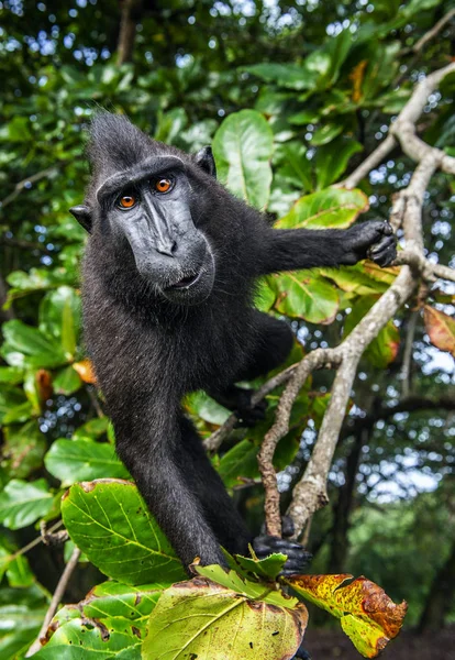 Los Celebes Crestaron Macaco Árbol Fondo Natural Verde Macaco Negro — Foto de Stock