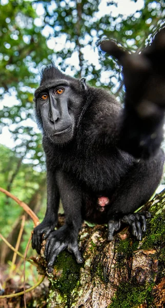 Celebek Makákót Ettek Közelről Nagy Szögben Crested Black Macaque Sulawesi — Stock Fotó