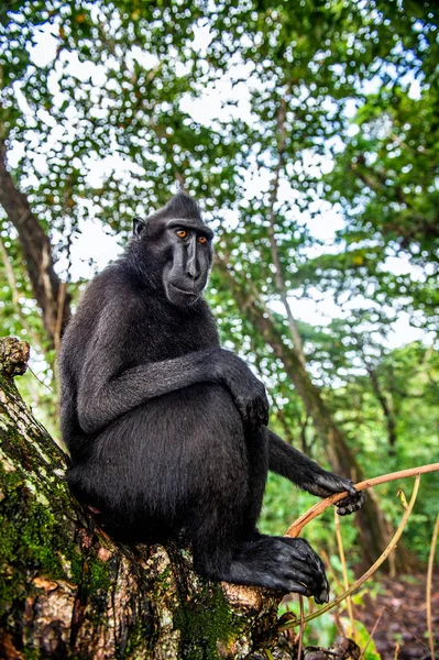 塞莱斯人把猴在树上 绿色自然背景 爬行的黑色猴 苏拉威西的猴 或黑猿 自然栖息地 苏拉威西 印度尼西亚 — 图库照片