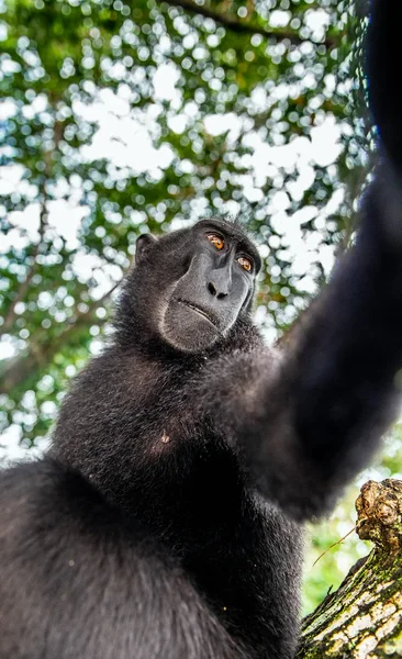 Celebes Crested Macaque Close Wide Angle Crested Black Macaque Sulawesi — Stock Photo, Image