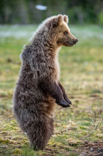 Ведмідь Болоті Весняному Лісі Ведмідь Стоїть Задніх Лапах Ведмежий Рід — стокове фото
