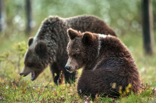 Bruine Berenjongen Het Zomerwoud Wetenschappelijke Naam Ursus Arctos Natuurlijke Habitat — Stockfoto