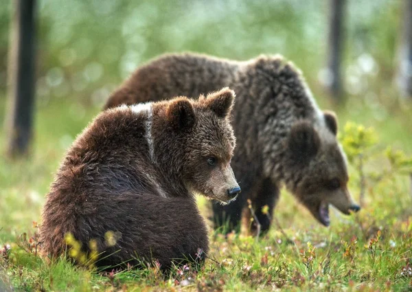 夏天森林里的棕熊幼崽 Ursus Arctos 自然栖息地 — 图库照片