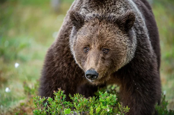 Zamknij Portret Niedźwiedzia Brunatnego Letnim Lesie Zielony Las Naturalne Tło — Zdjęcie stockowe