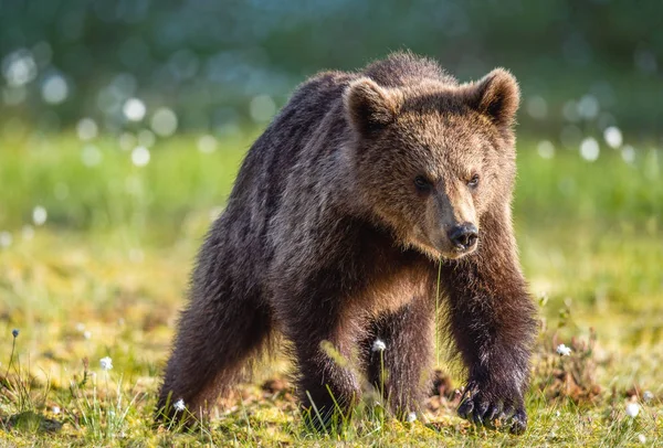 夕焼けの光の中で沼にヒグマのカブ 科学的な名前 アーサスアークトス 自然の生息地 — ストック写真