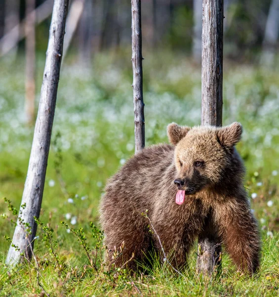 Молодой Бурый Медведь Болоте Летнем Лесу Среди Белых Цветов Естественная — стоковое фото