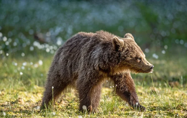 Filhote Urso Marrom Pântano Pôr Sol Nome Científico Ursus Arctos — Fotografia de Stock