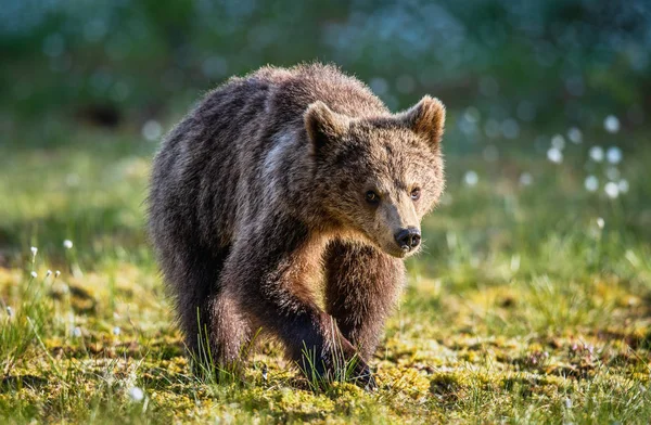 Niedźwiedź Brunatny Bagnie Świetle Zachodu Słońca Nazwa Naukowa Ursus Arctos — Zdjęcie stockowe