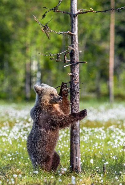 Cubo Urso Pântano Floresta Verão Entre Flores Brancas Bear Cub — Fotografia de Stock