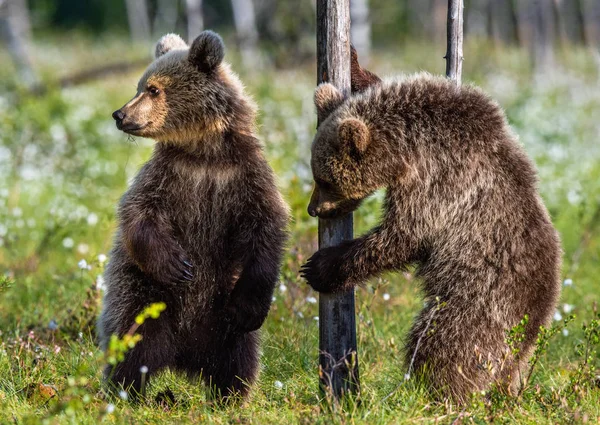 Bear Cubs Sta Sulle Zampe Posteriori Cuccioli Orso Bruno Nella — Foto Stock