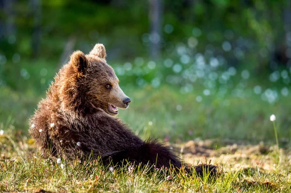 Filhote Urso Marrom Pântano Pôr Sol Nome Científico Ursus Arctos — Fotografia de Stock