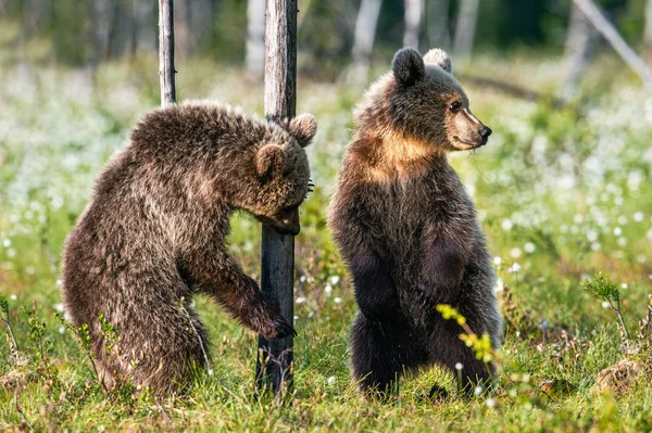 Bear Cubs Staat Zijn Achterpoten Bruine Berenjongen Het Zomerwoud Wetenschappelijke — Stockfoto