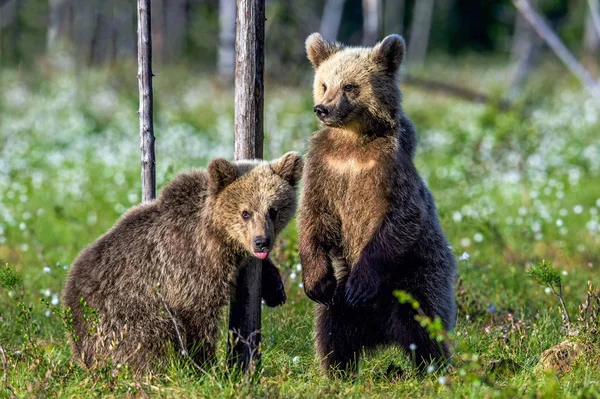 Bear Cubs Staat Zijn Achterpoten Bruine Berenjongen Het Zomerwoud Wetenschappelijke — Stockfoto