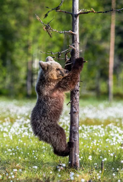 Медвежонок Болоте Летнем Лесу Среди Белых Цветов Медведь Каб Залез — стоковое фото