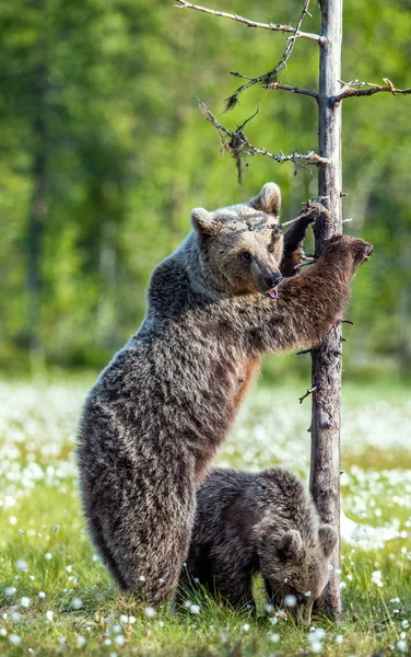 Filhote Urso Mãe Ela Urso Pântano Floresta Verão Entre Flores — Fotografia de Stock