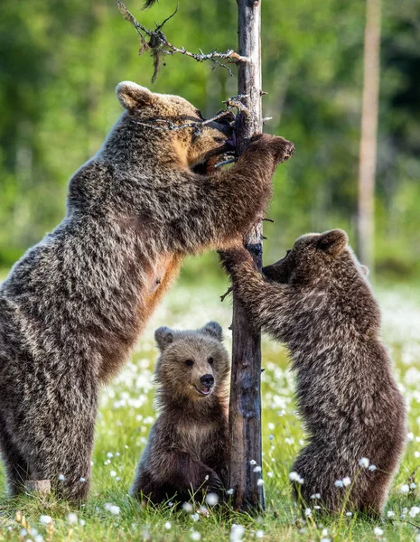 Cachorros Oso Madre Oso Pantano Bosque Verano Entre Flores Blancas —  Fotos de Stock