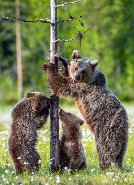 Filhotes Urso Mãe Ela Urso Pântano Floresta Verão Entre Flores — Fotografia de Stock