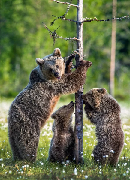 Bear Cubs Mother She Bear Swamp Summer Forest White Flowers — Φωτογραφία Αρχείου