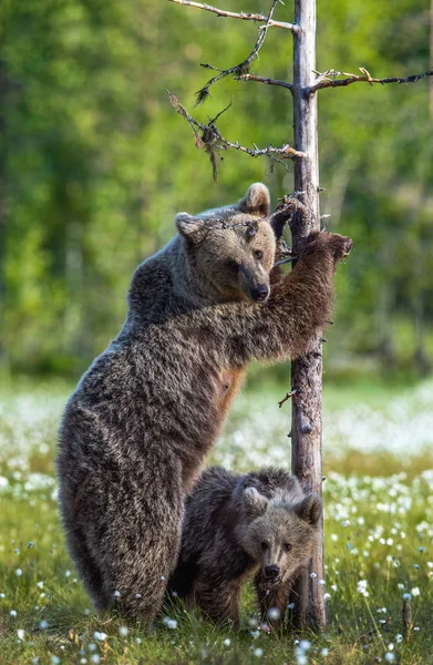 Cucciolo Orso Madre Orsa Sulla Palude Nella Foresta Estiva Tra — Foto Stock