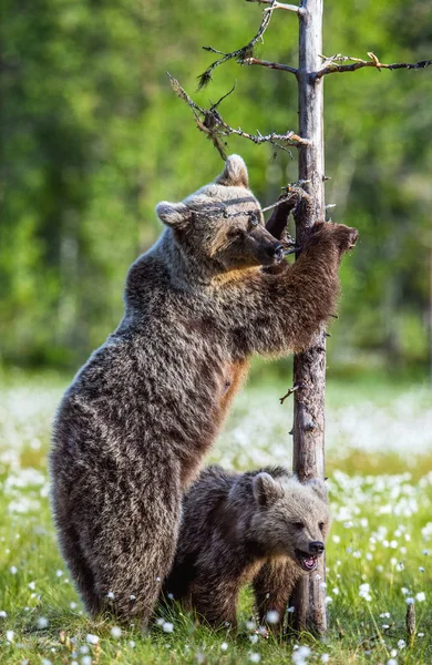 Cucciolo Orso Madre Orsa Sulla Palude Nella Foresta Estiva Tra — Foto Stock