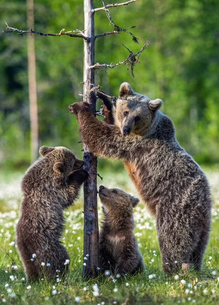 Filhotes Urso Mãe Ela Urso Pântano Floresta Verão Entre Flores — Fotografia de Stock