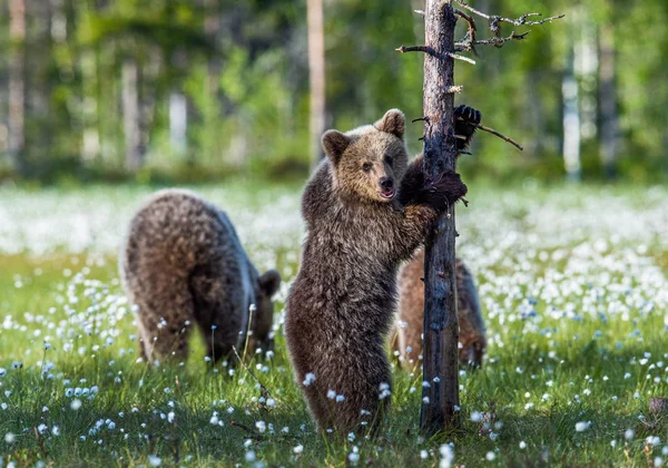 Bärenjunge Und Bärenmutter Auf Dem Sumpfgebiet Sommerwald Inmitten Weißer Blumen — Stockfoto