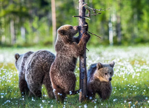 Björnungar Och Mor Hon Björn Träsket Sommar Skogen Bland Vita — Stockfoto