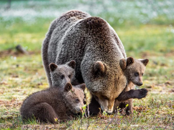 Cachorros Oso Madre Oso Pantano Bosque Primavera Oso Familia Osos —  Fotos de Stock