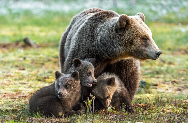 Bear Cubs Mother She Bear Swamp Spring Forest Bear Family — Φωτογραφία Αρχείου