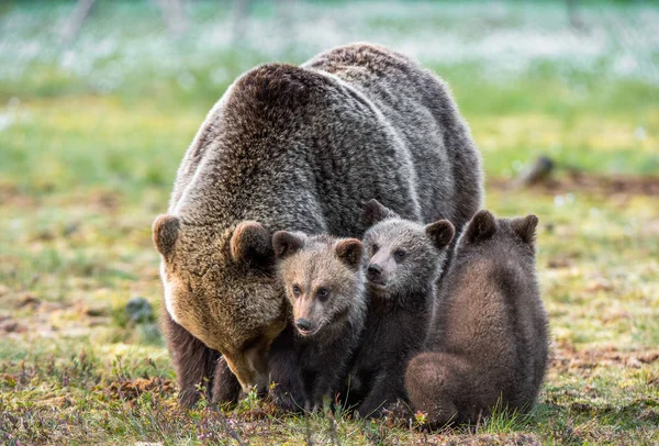 Björnungar Och Mor Hon Björn Träsket Vår Skogen Björn Familj — Stockfoto